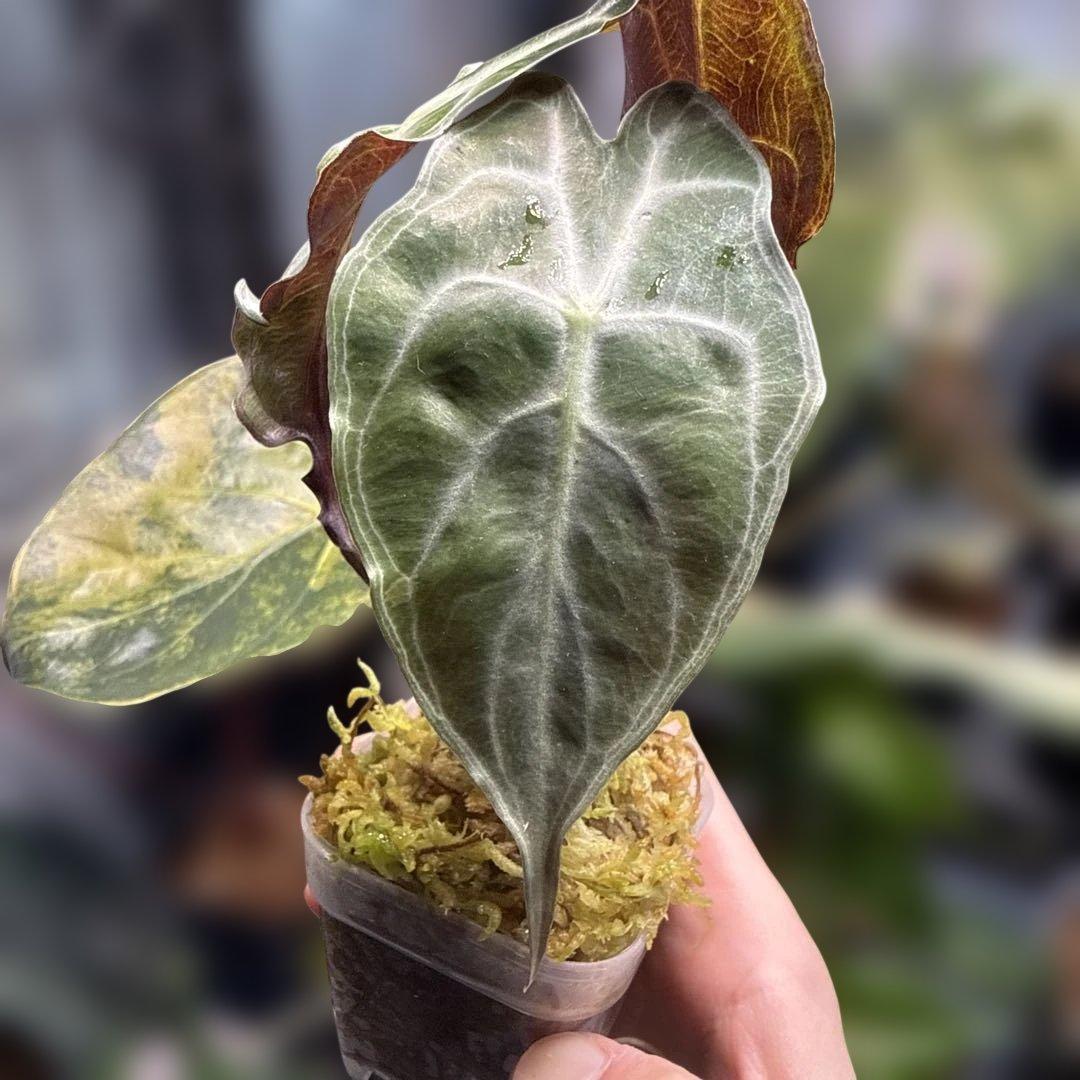 フ*世様 選抜 アロカシア ベノム