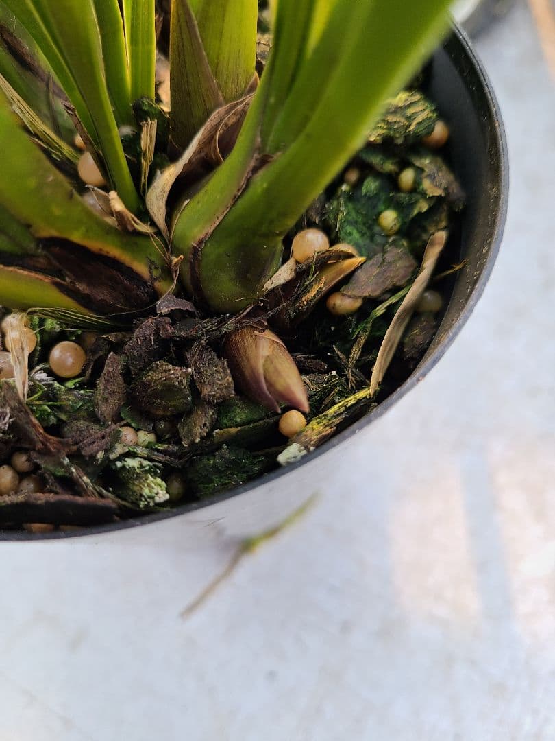 ミスマフェット。花芽2個。5鉢セット。蜜蜂誘引蘭。日本蜜蜂