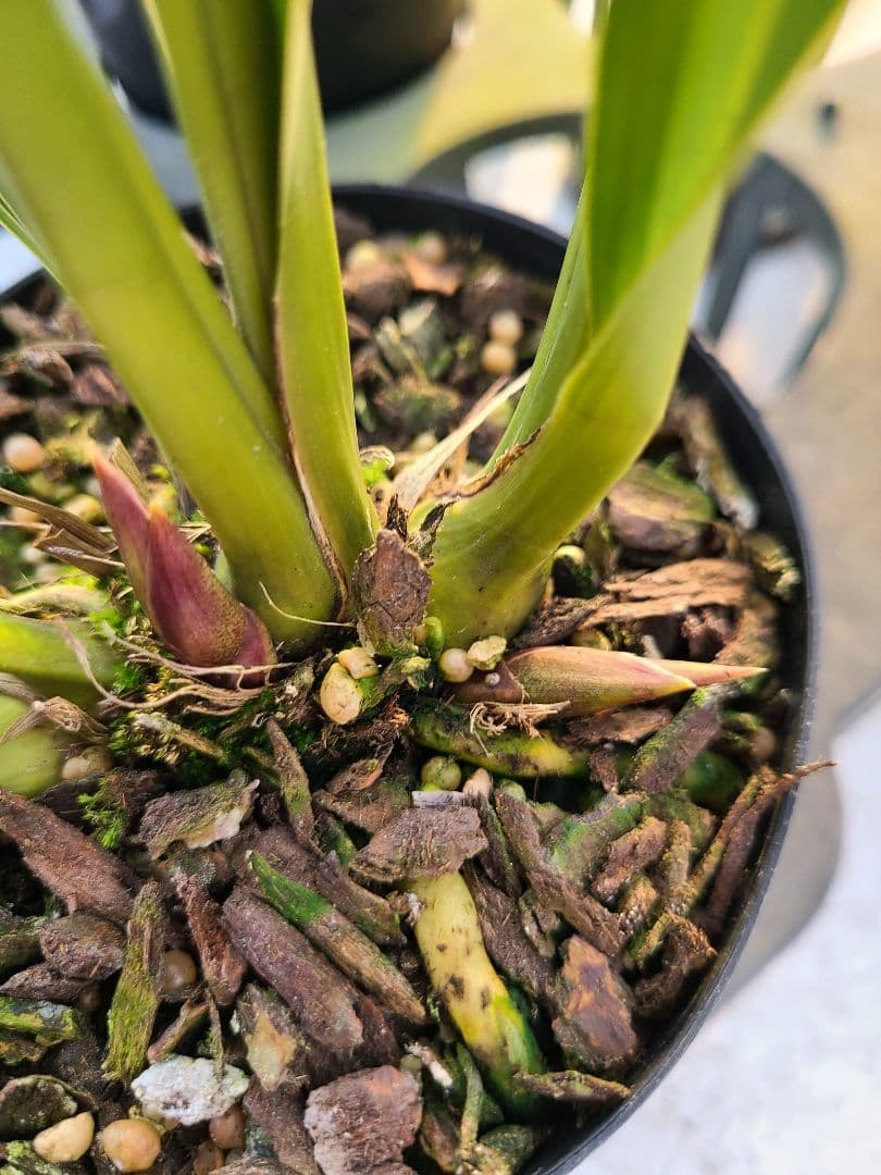 ミスマフェット。花芽2個。5鉢セット。蜜蜂誘引蘭。日本蜜蜂