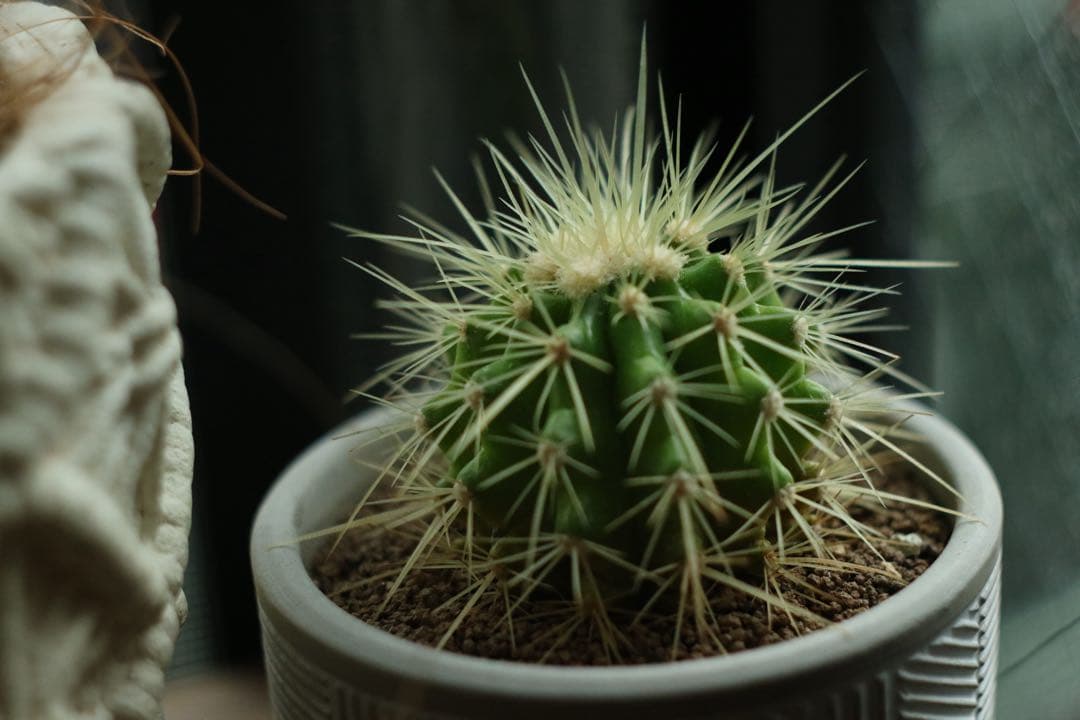 【完動良品・希少ロシア製】ZENIT MC ZENITAR-K2 50mm f2