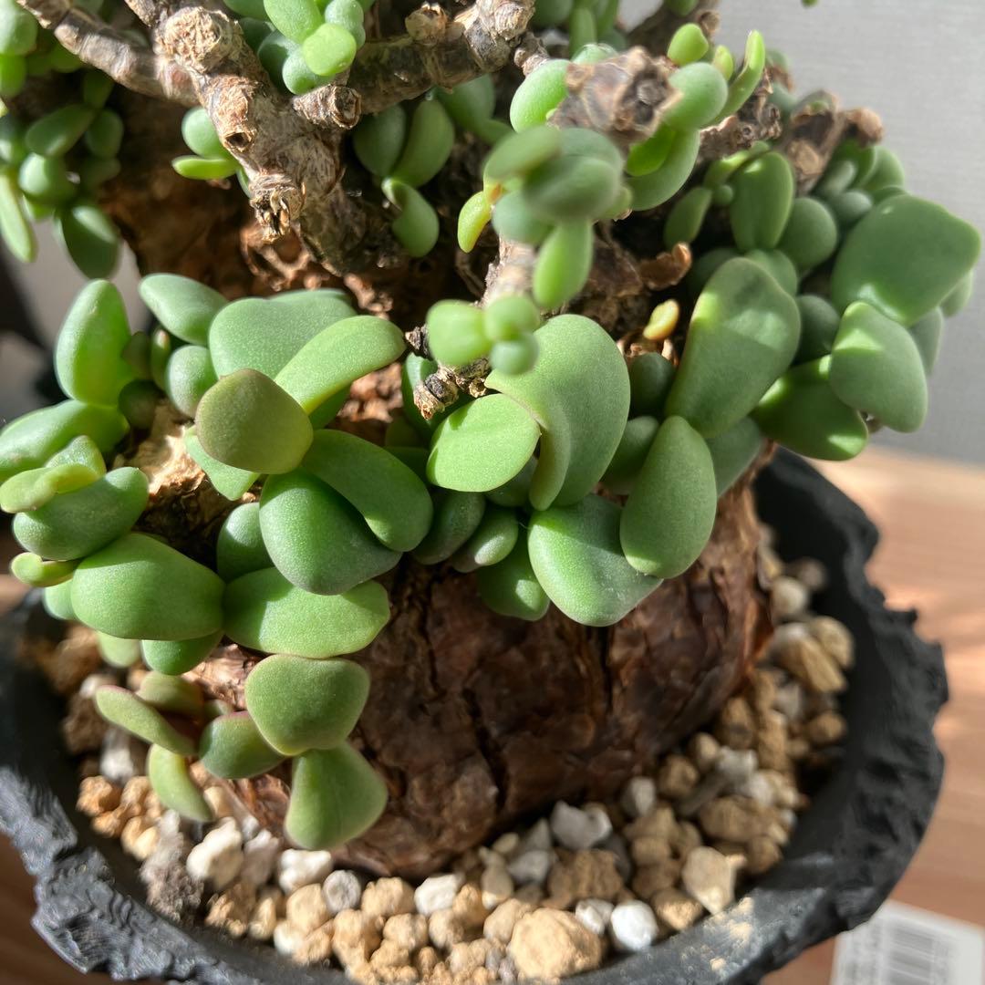 【塊根植物】 ケラリア・ピグマエア 現地株 幹幅 約7cm 3Dプリンタ鉢付き