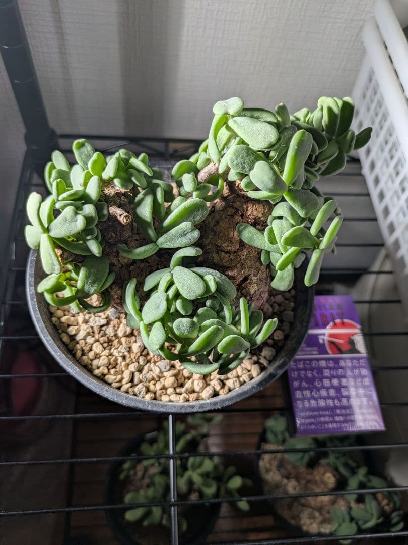 【年末セール】ケラリア ピグマエア 発根済み 鉢ごと発送　大 冬型