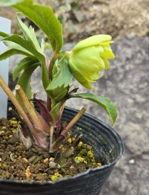 クリスマスローズ　ギョク　玉　グリーニッシュオーレア　　　　　　 大木ナーセリー