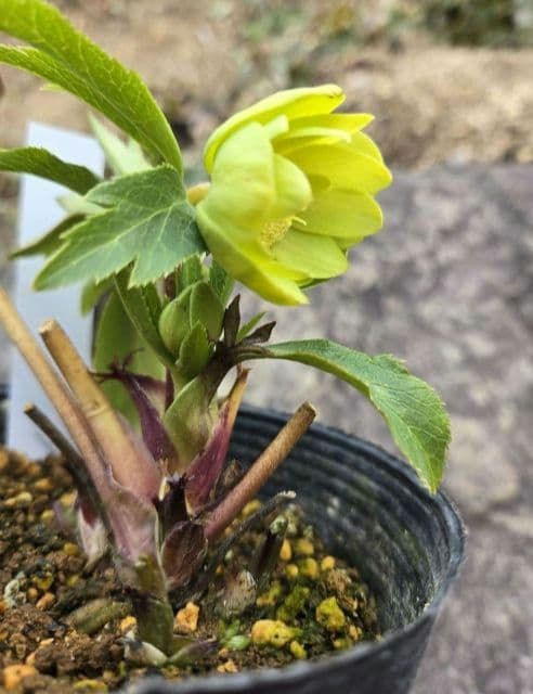 クリスマスローズ　ギョク　玉　グリーニッシュオーレア　　　　　　 大木ナーセリー