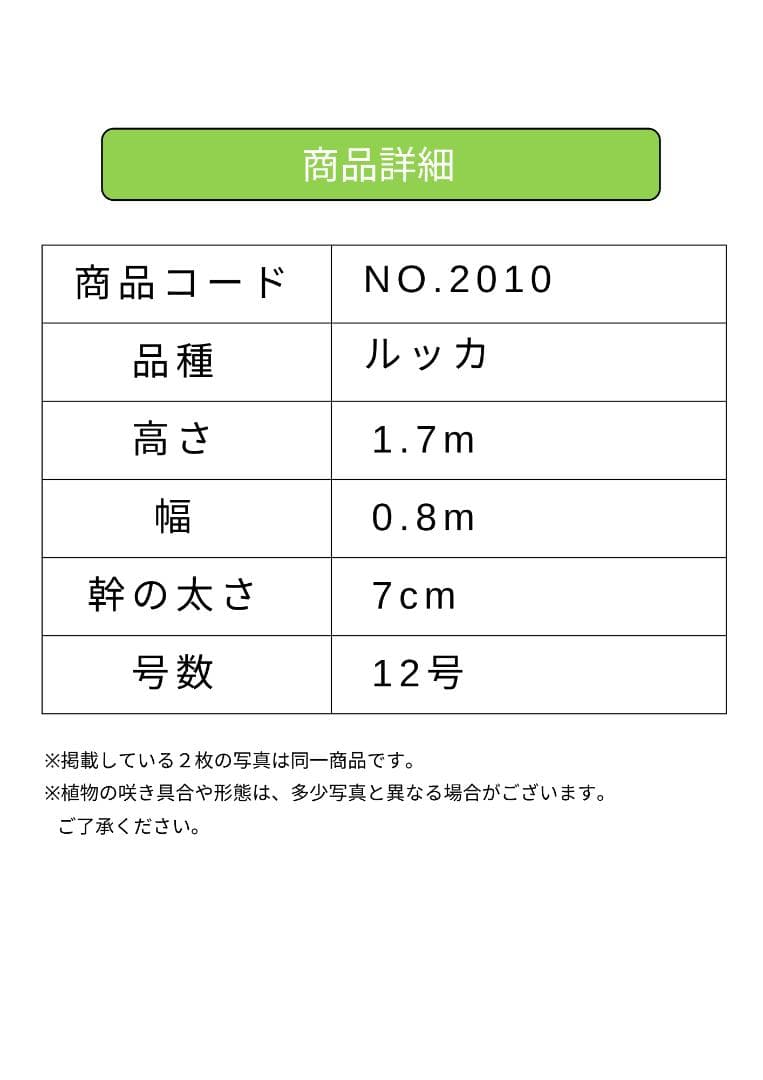 オリーブの木　ルッカ　約170cm　NO.2010　大型　人気品種　現品掲載