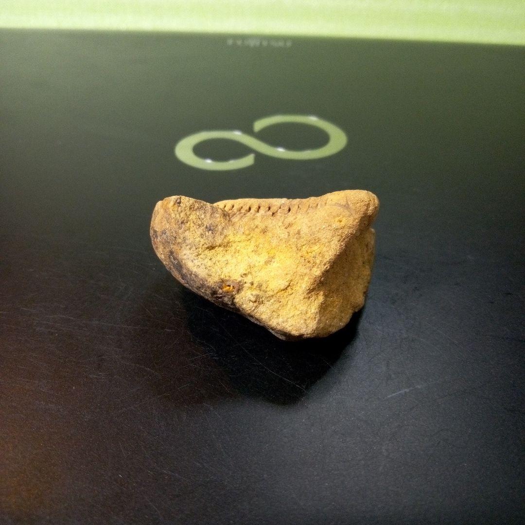 三葉虫　化石　fossil　ボリビア産　レア　Fossil管理⑧