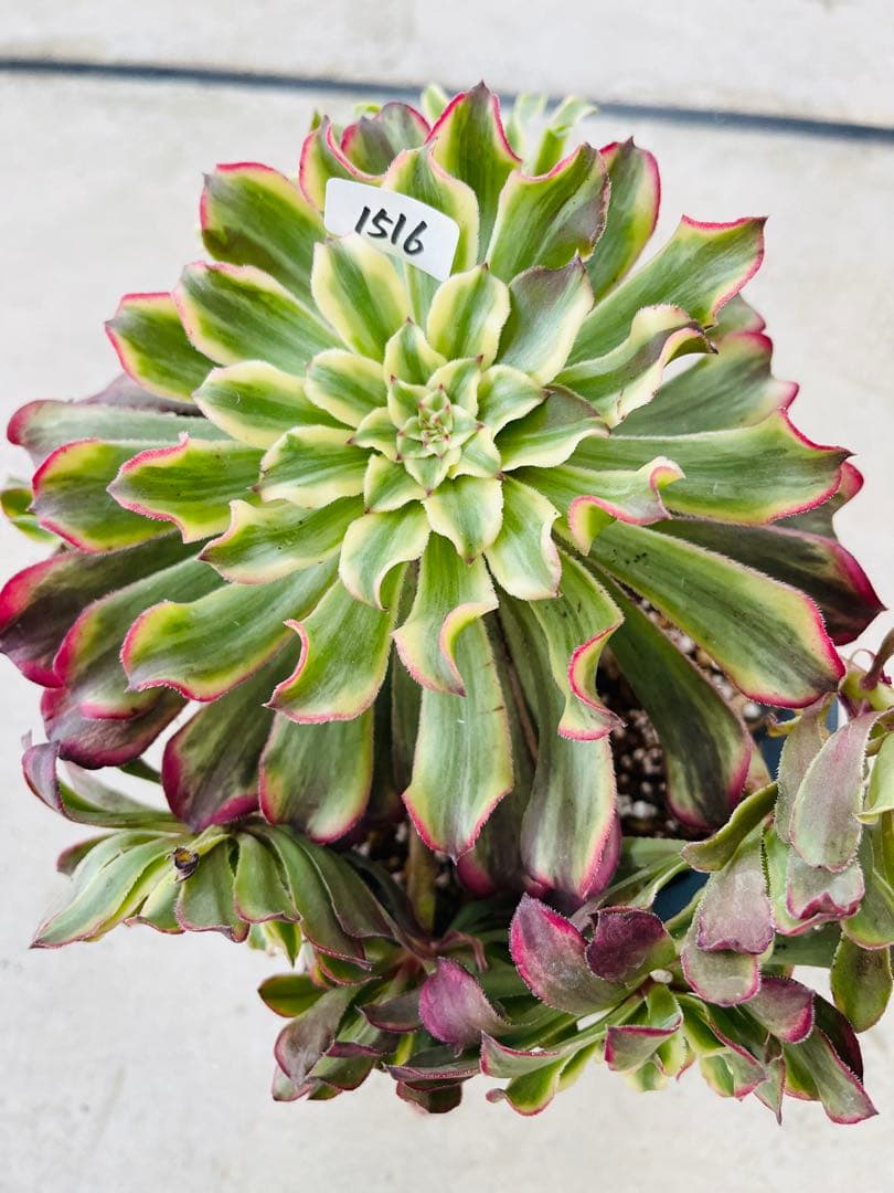 アエオニウム　紫浪　＃1516 脇枝8個あり メルカル便発送