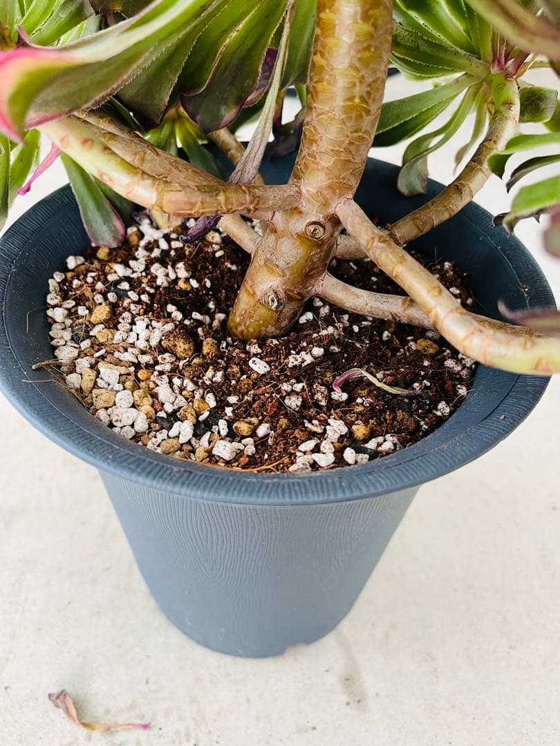 アエオニウム　紫浪　＃1516 脇枝8個あり メルカル便発送