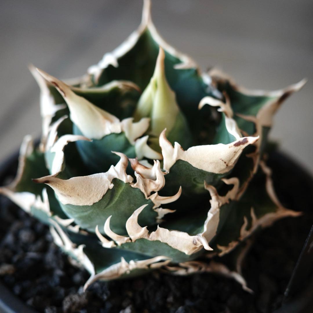 大白鯊 lize血統 子株 ② アガベ ホホジロザメ 検）cj special