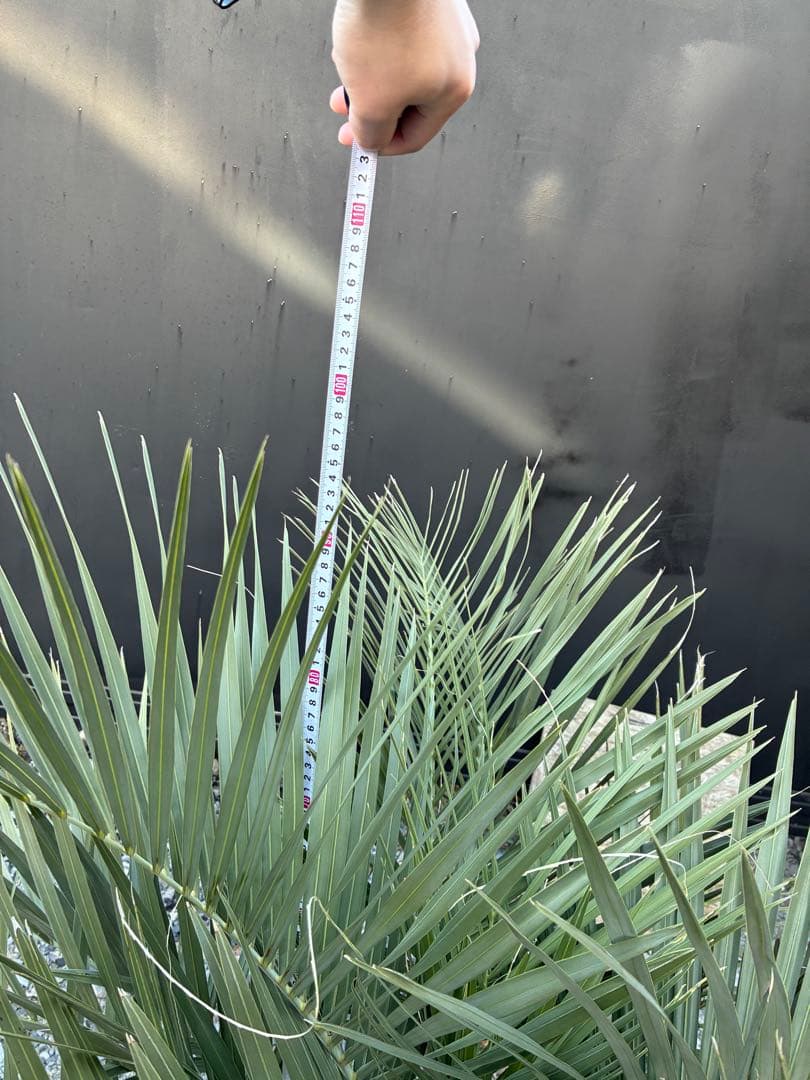 引き取り限定　ココスヤシ　幹極太