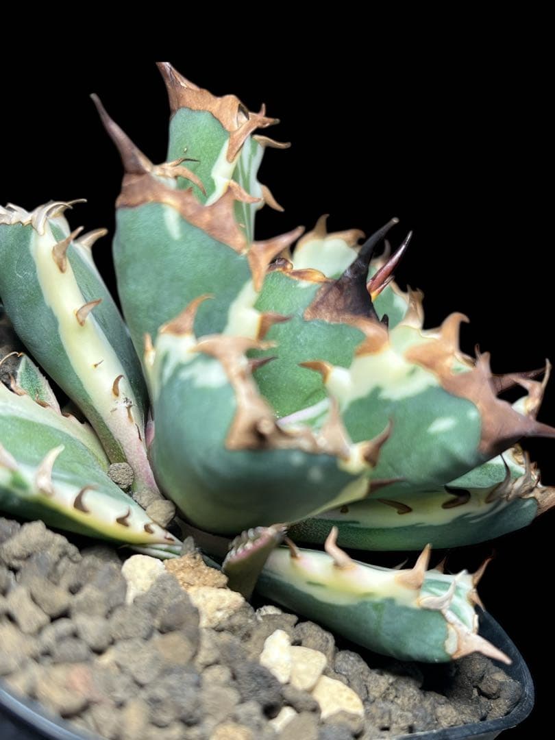 H*e様 アガベ チタノタ 姫厳竜 斑入り 白覆輪斑 子株付き