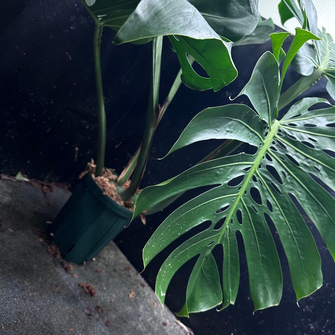 Remnモンステラデリシオーサマクロコズム超希少系統鉢植え102㎝