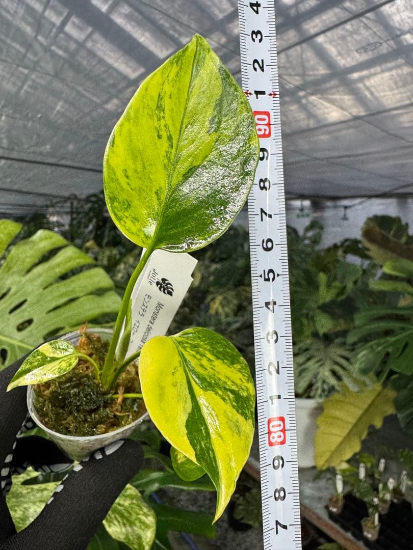 8モンステラ　イエローマリリン　黄斑入り　ネコポス