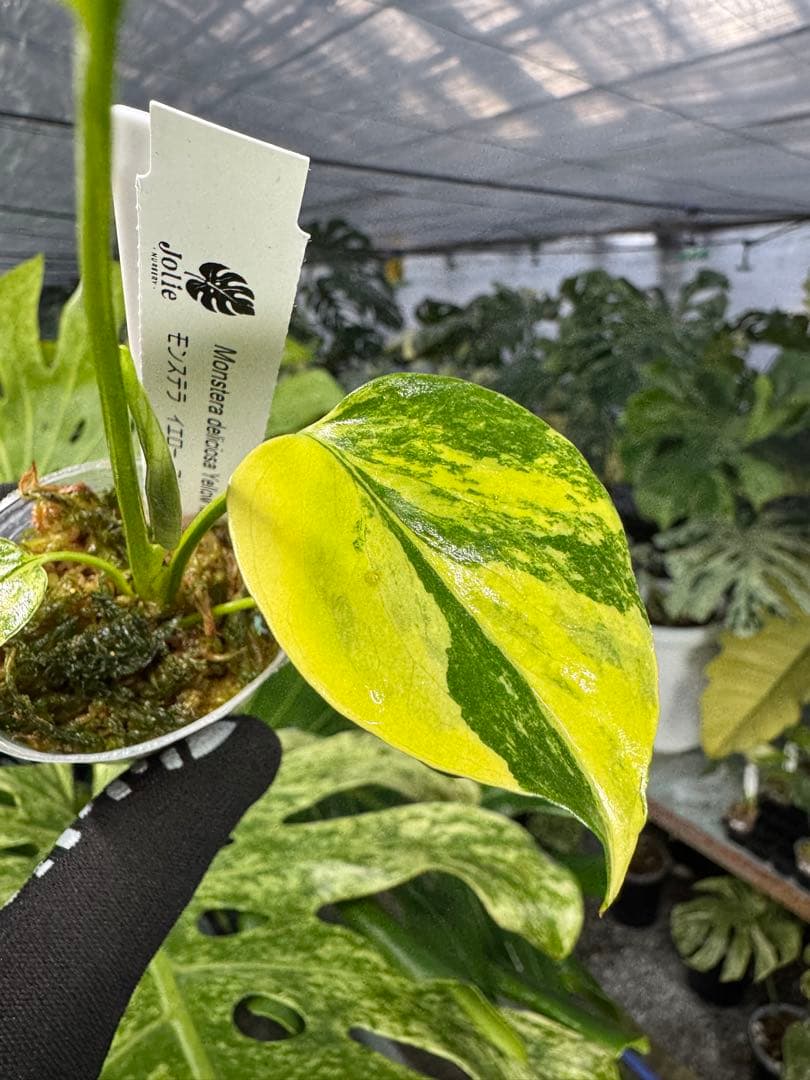 8モンステラ　イエローマリリン　黄斑入り　ネコポス