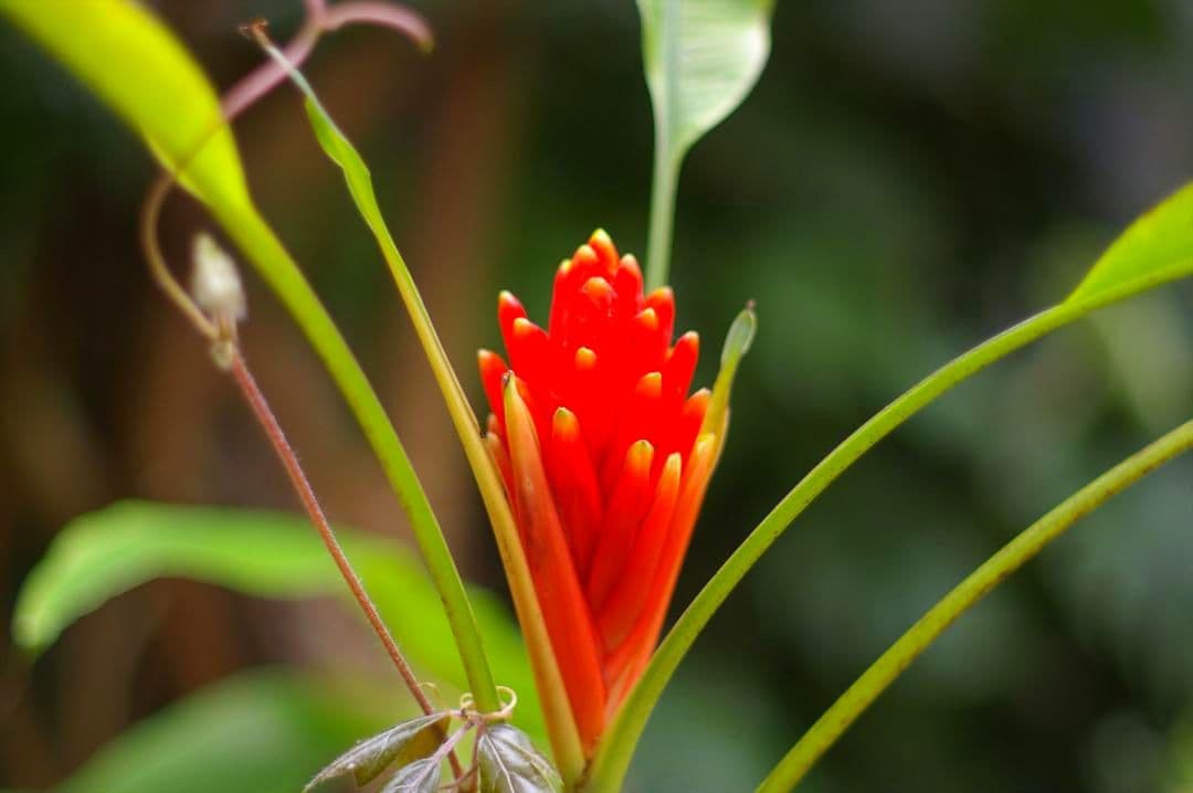 レンズ(単焦点) PENTAX-FA 50mmF1.4
