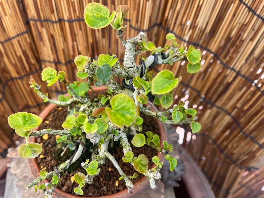 ✨✨✨オキナワオオハマボウ【◎良品素材】検/ユウナハート葉♪happyセール♪