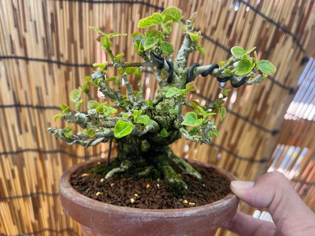 ✨✨✨オキナワオオハマボウ【◎良品素材】検/ユウナハート葉♪happyセール♪