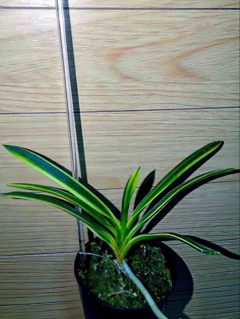 【年末特価品】富貴蘭「克利奥佩特刺」（No.1最高柄）雄一無二の青軸黄縞の青花品