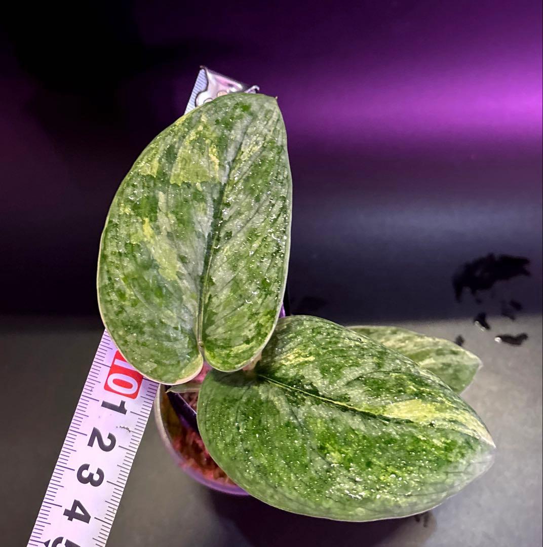 スキンダプサス　綺麗な斑入り　セット　F1