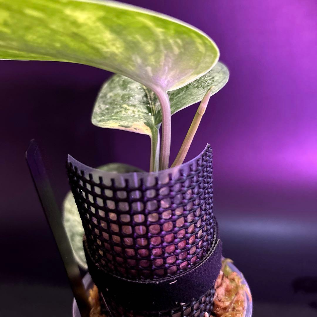 スキンダプサス　綺麗な斑入り　セット　F1