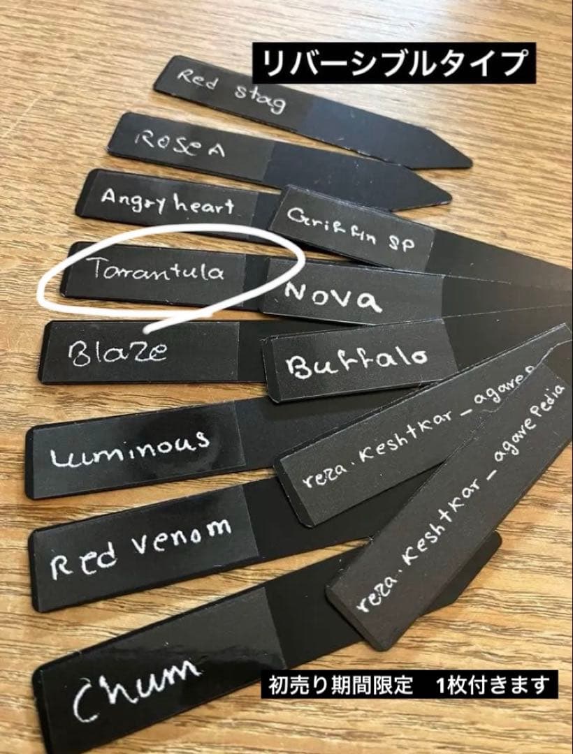 匿名配送【初売り】⑤REZA産　イラン　アガベ　Tarantula タランチュラ