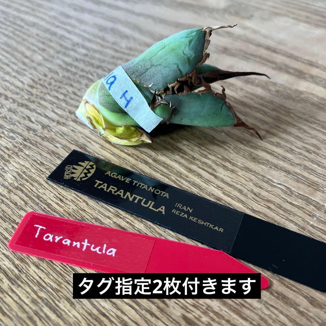 匿名配送【初売り】⑤REZA産　イラン　アガベ　Tarantula タランチュラ