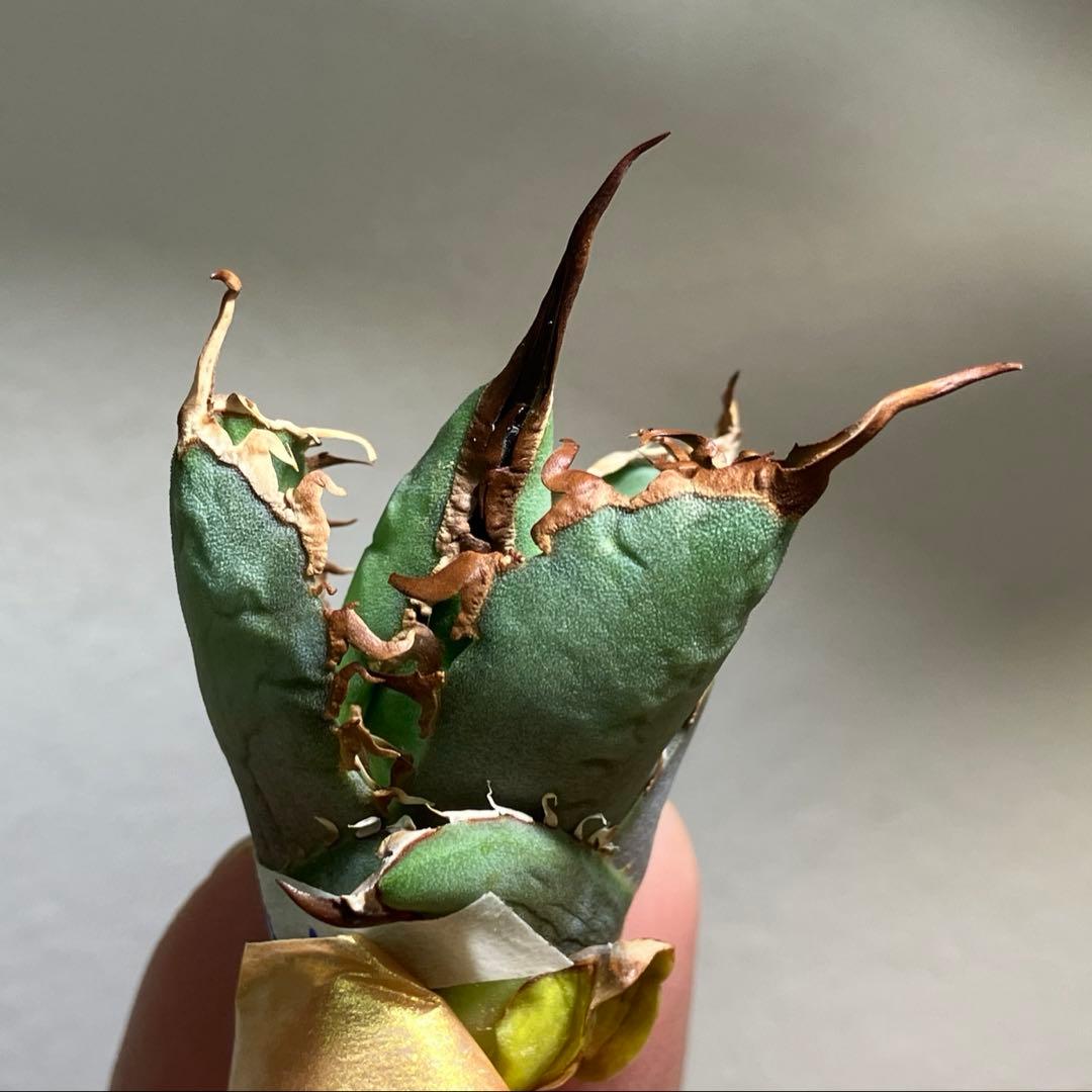 匿名配送【初売り】⑤REZA産　イラン　アガベ　Tarantula タランチュラ