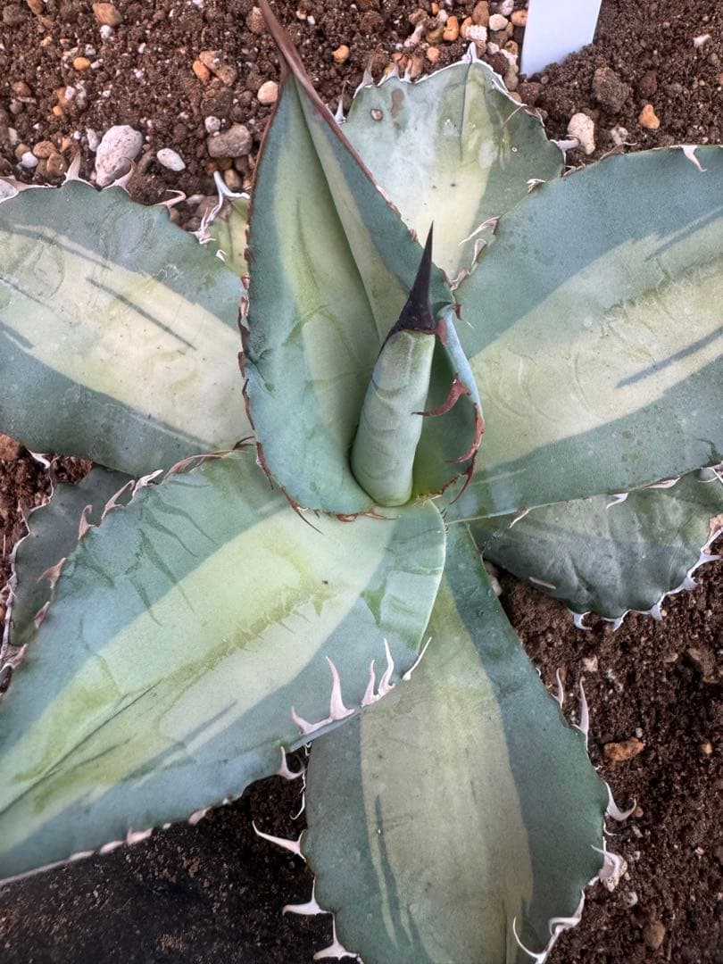 アガベ Agave titanota 'Dusty Roads' 195