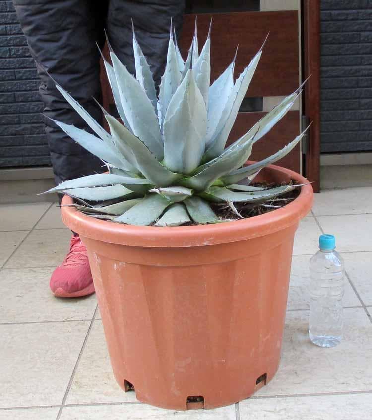 【現品】アガベ・アプラナータ　和名：孫悟空：メリコ　14号　３G番