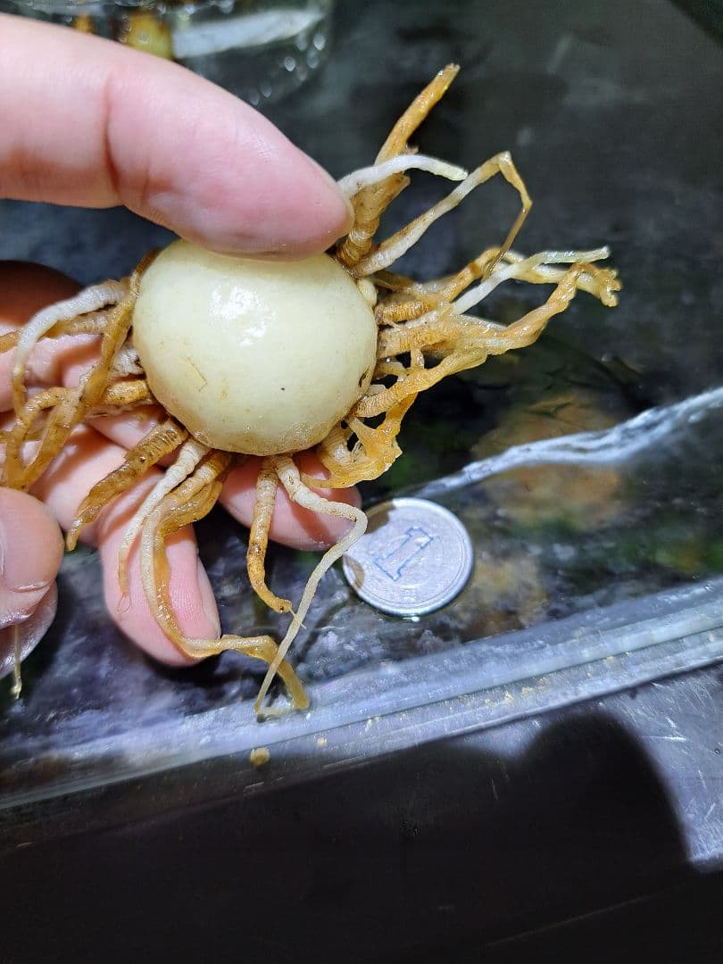 *山野草　ヒュウガヒロハテンナンショウ　鹿児島県産の実生　大球