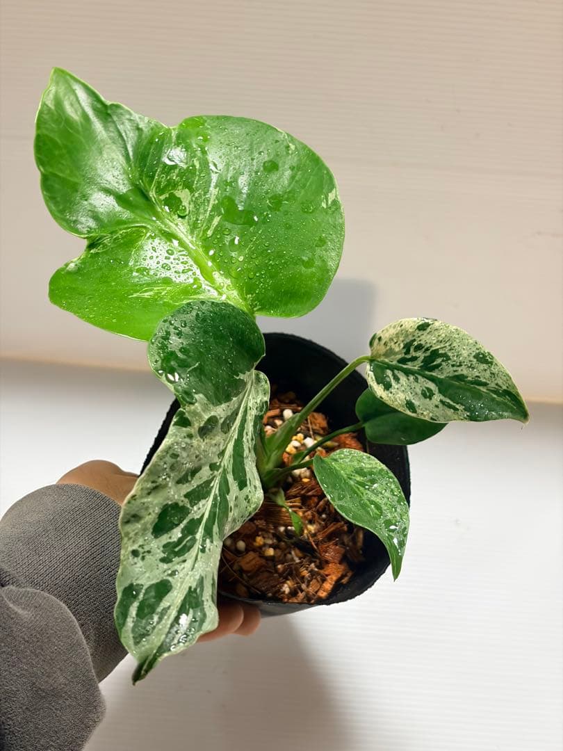 ☆美株☆ モンステラ バルバソー バルバソウル フシギダネ