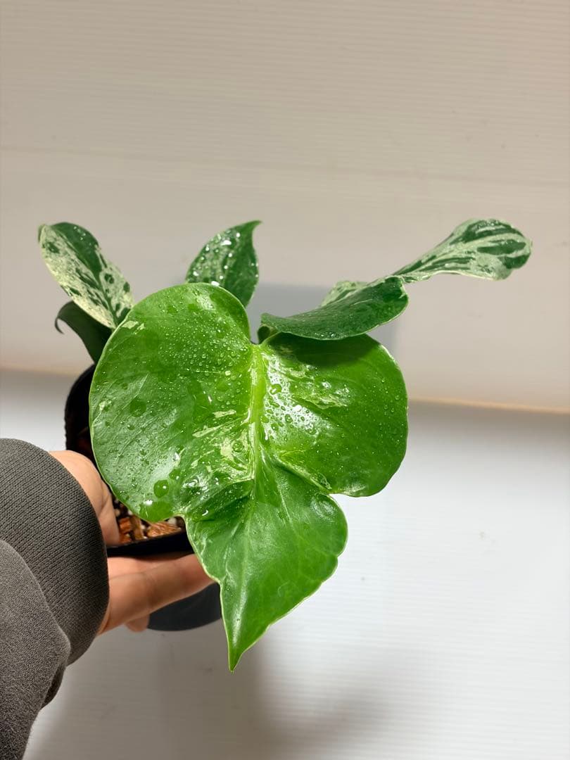 ☆美株☆ モンステラ バルバソー バルバソウル フシギダネ