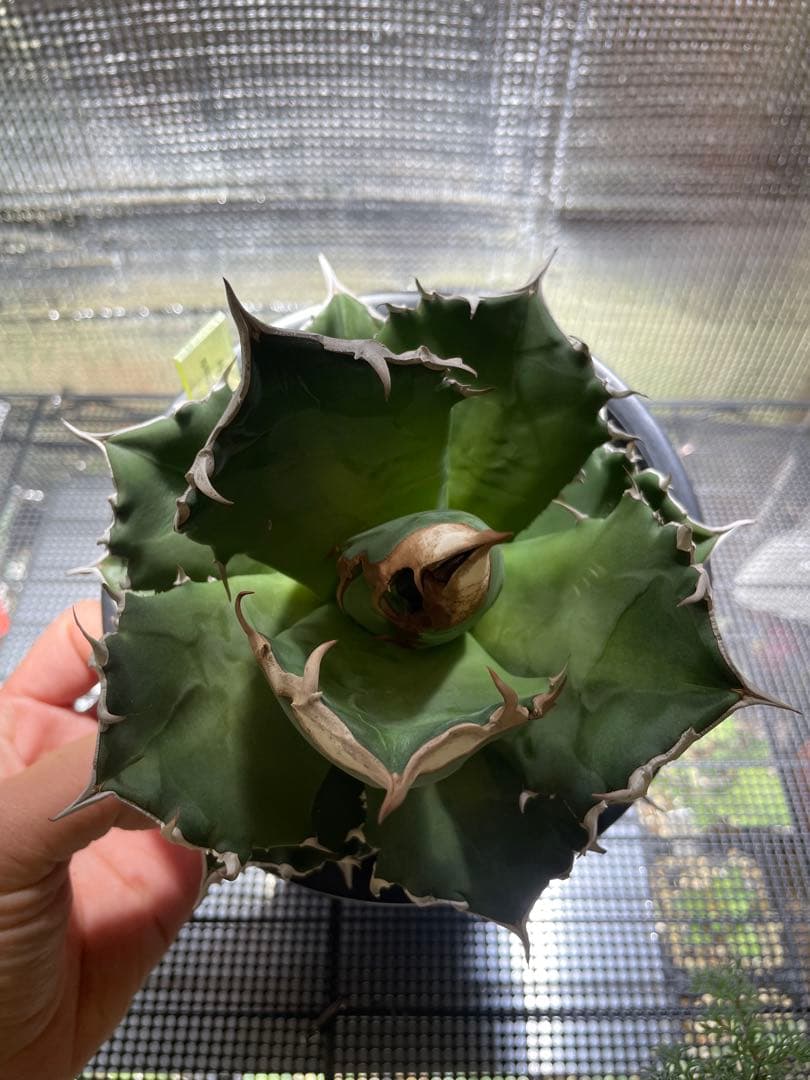 アガベ　ホワイトファイヤー　5号