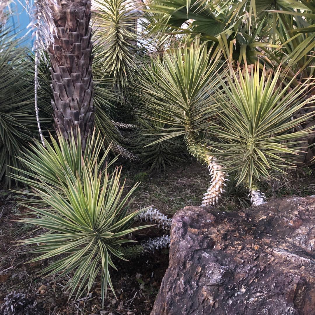 ユッカ アロイフォリア　バリエガータ 4ヘッド