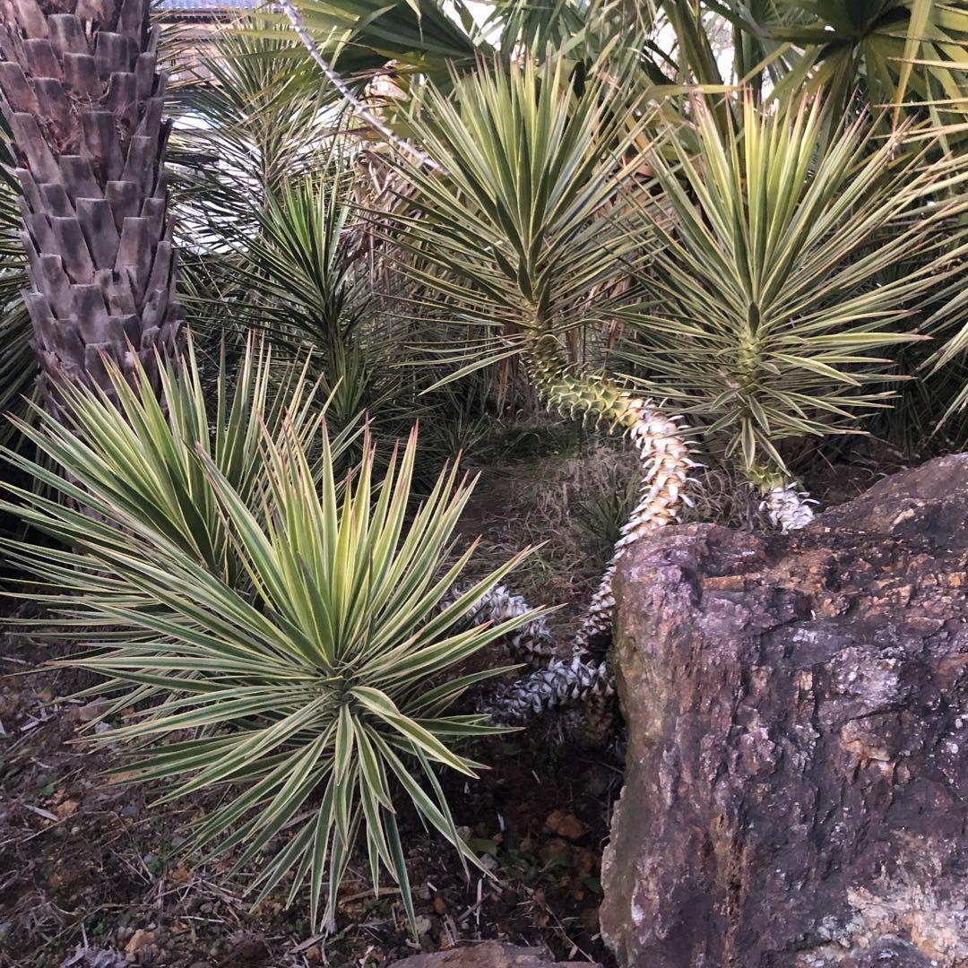 ユッカ アロイフォリア　バリエガータ 4ヘッド