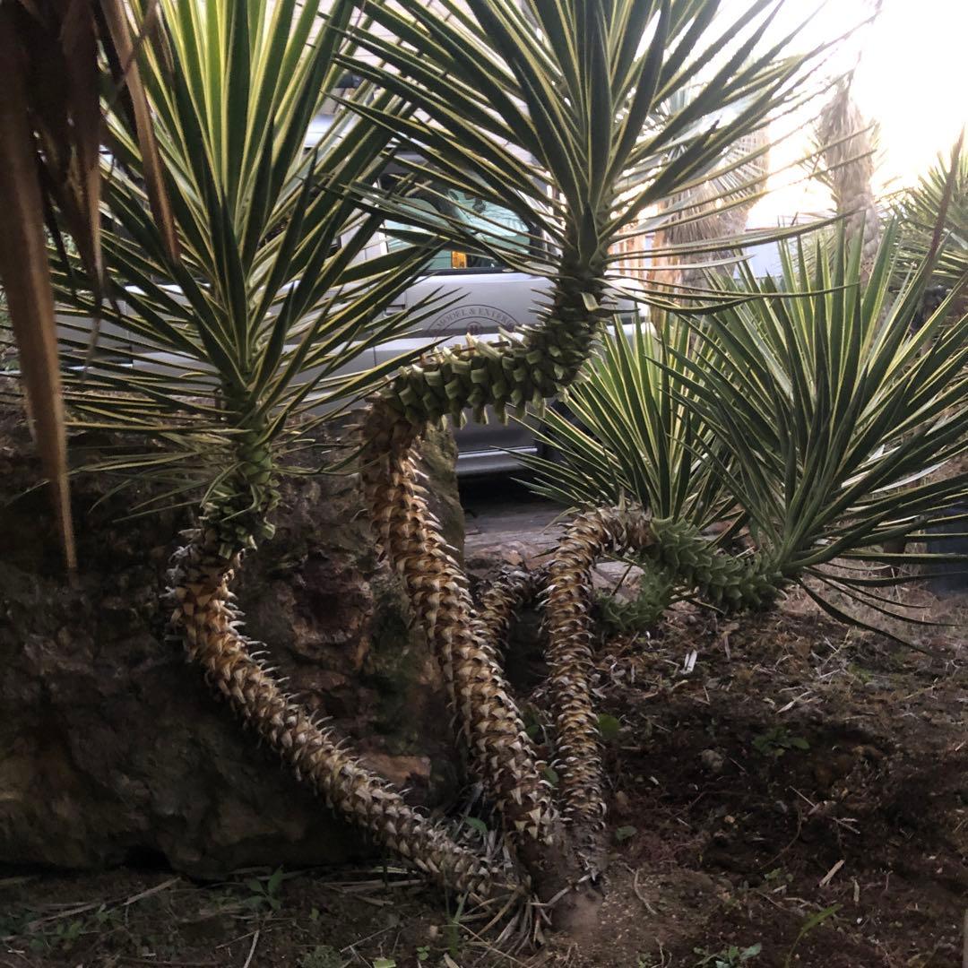 ユッカ アロイフォリア　バリエガータ 4ヘッド