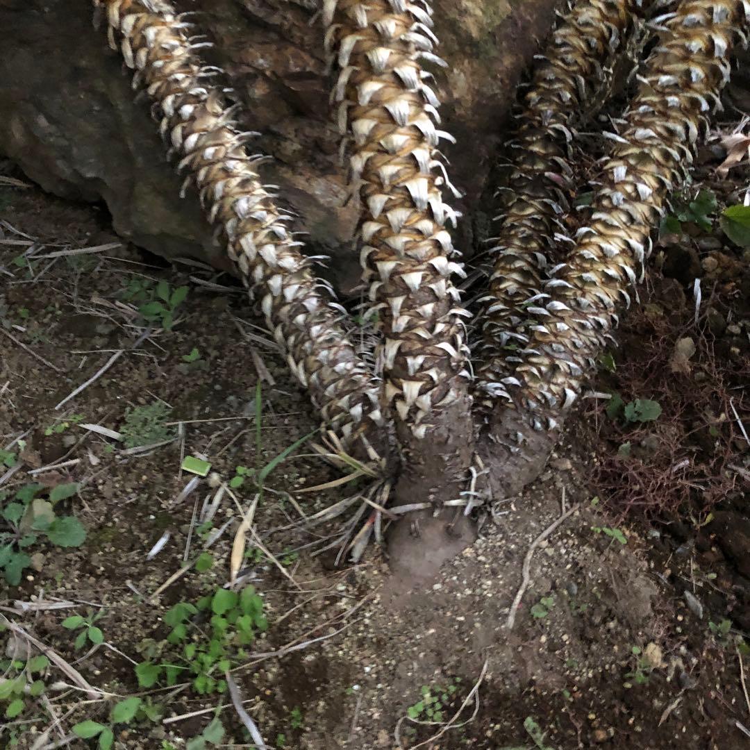 ユッカ アロイフォリア　バリエガータ 4ヘッド