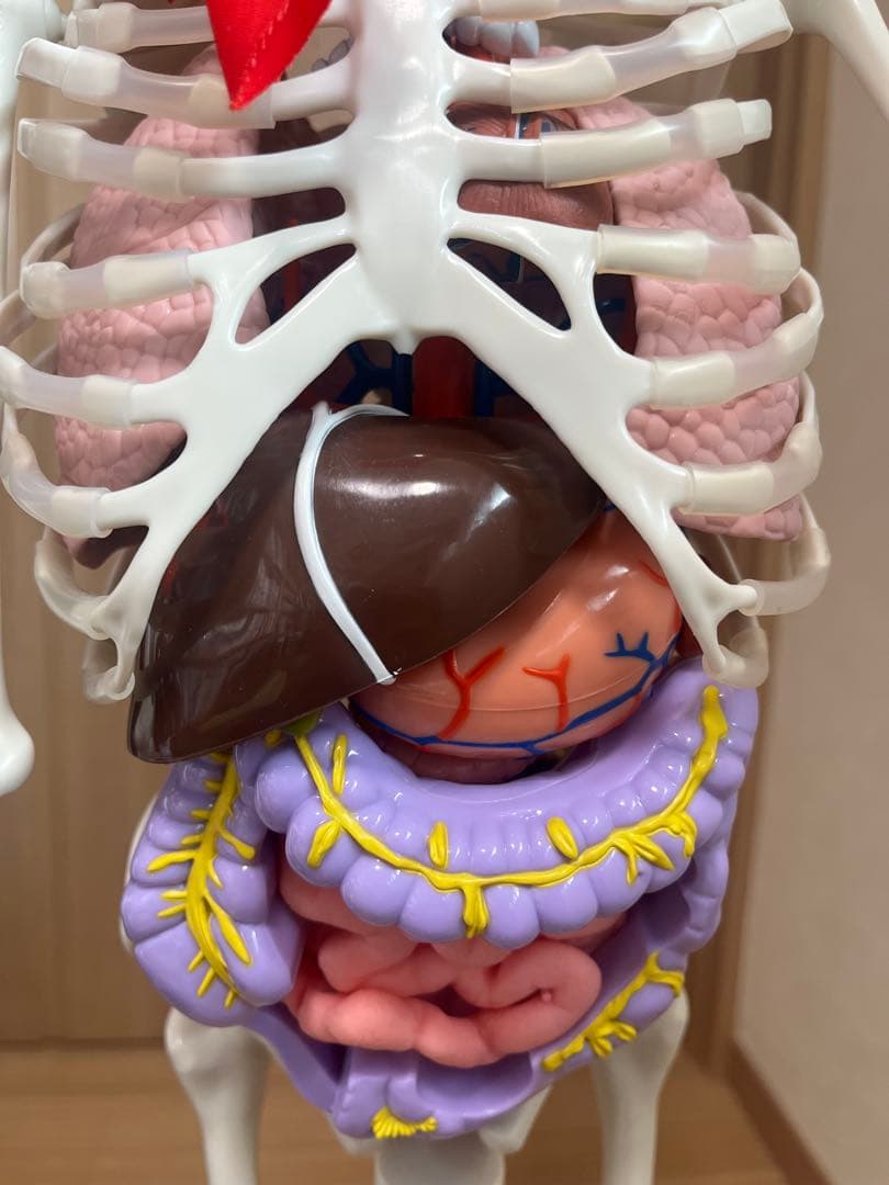 おしゃべりガイコツ　ホネッキー