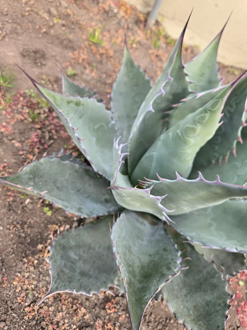 アガベ　パラサナ×マルガリータ　ハイブリッド　親株