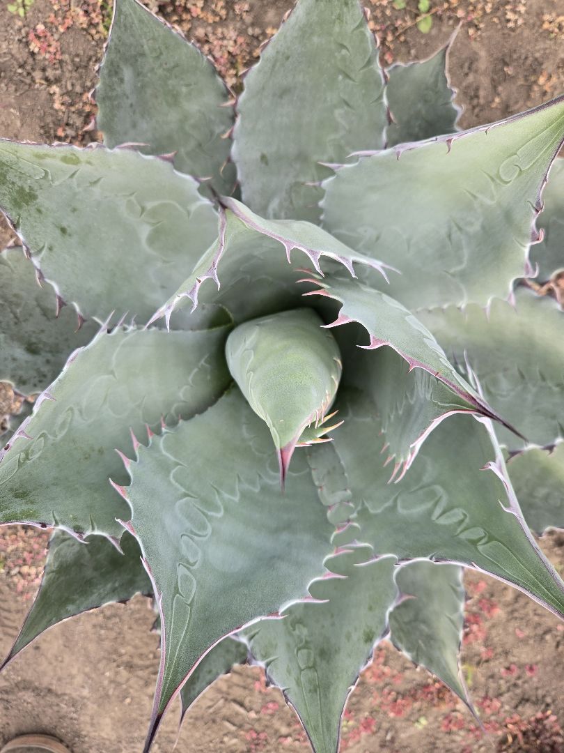 アガベ　パラサナ×マルガリータ　ハイブリッド　親株