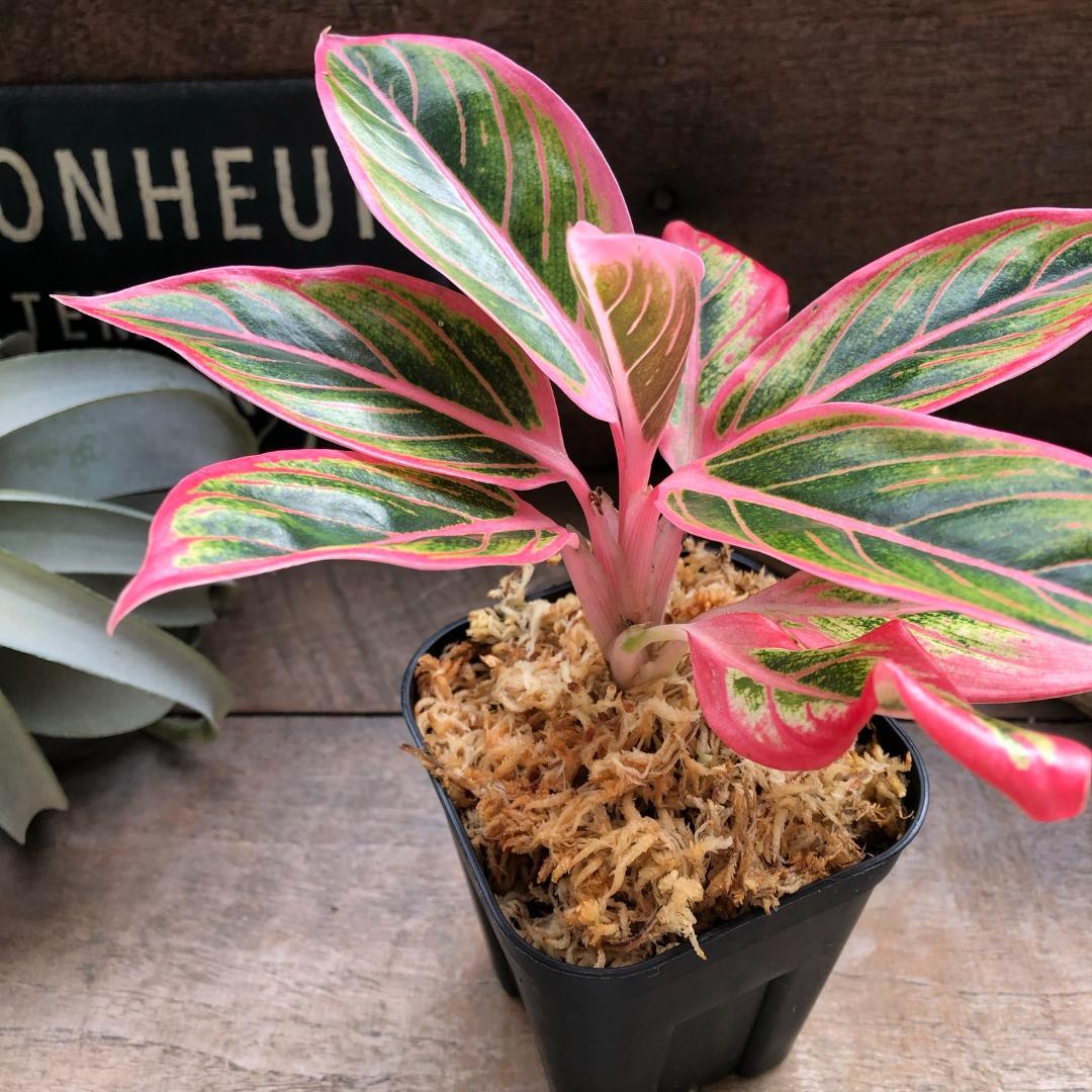 ★ポットごと♡ロータス デライト♡アグラオネマ♡希少♡観葉植物