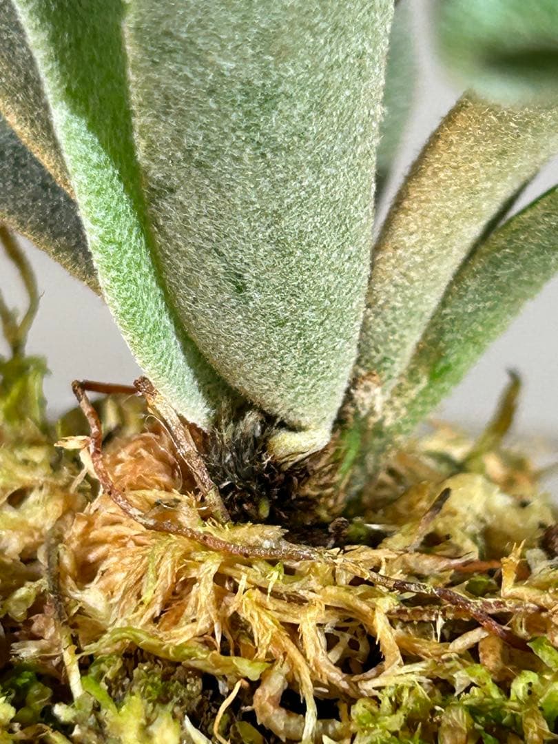 みかん　P. Willinckii Jenny #1 (TC)【36】速達