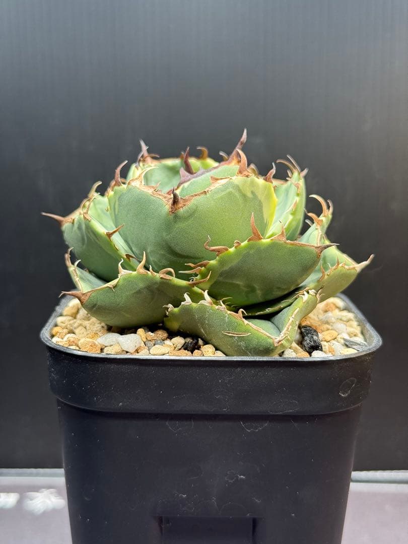 アガベ　ジャガーノート錦　覆輪斑　親株　子株付き