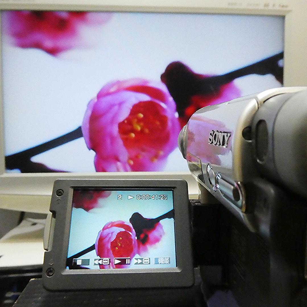 動作品ソニー DCR-TRV33 MiniDVビデオカメラ　DVDダビングに最適