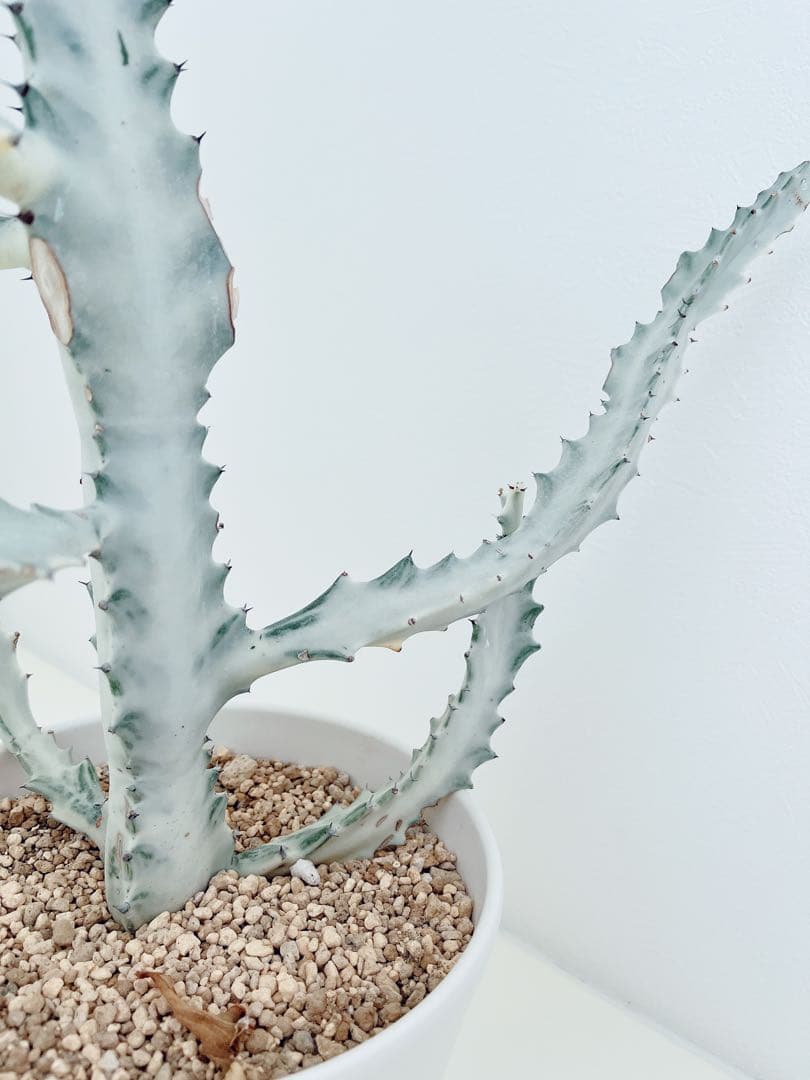 ホワイトゴースト　ユーフォルビア　　インテリアグリーン　サボテン　大型