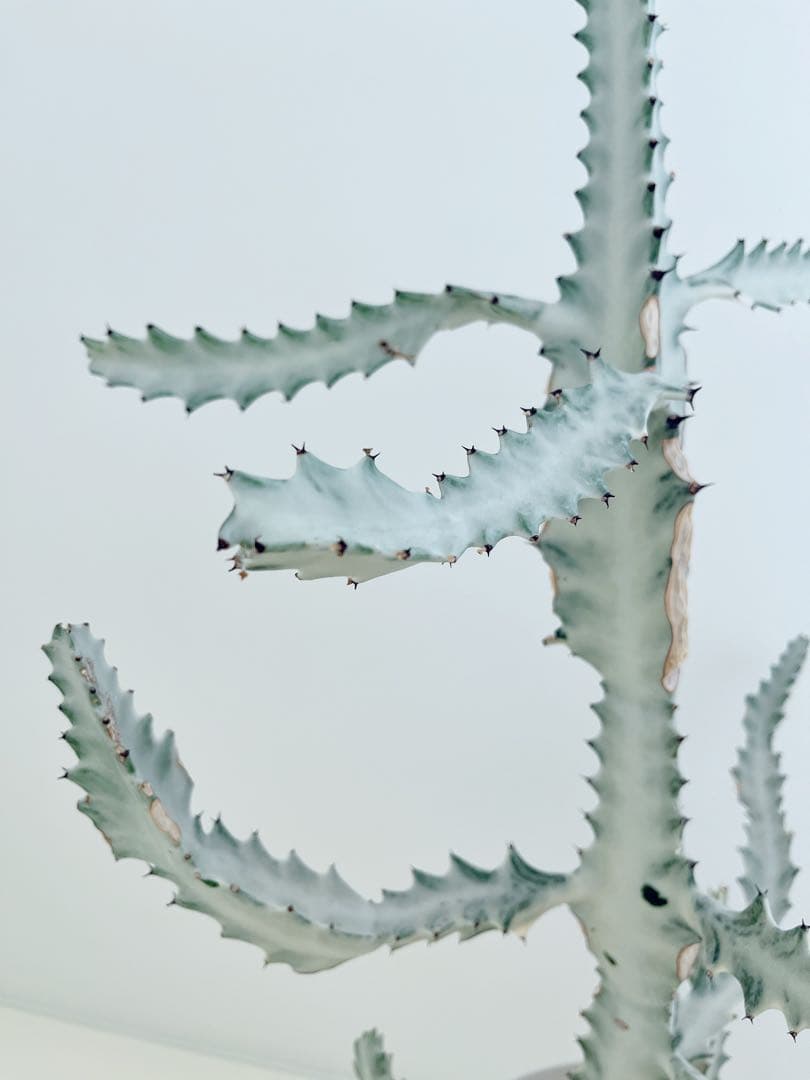 ホワイトゴースト　ユーフォルビア　　インテリアグリーン　サボテン　大型