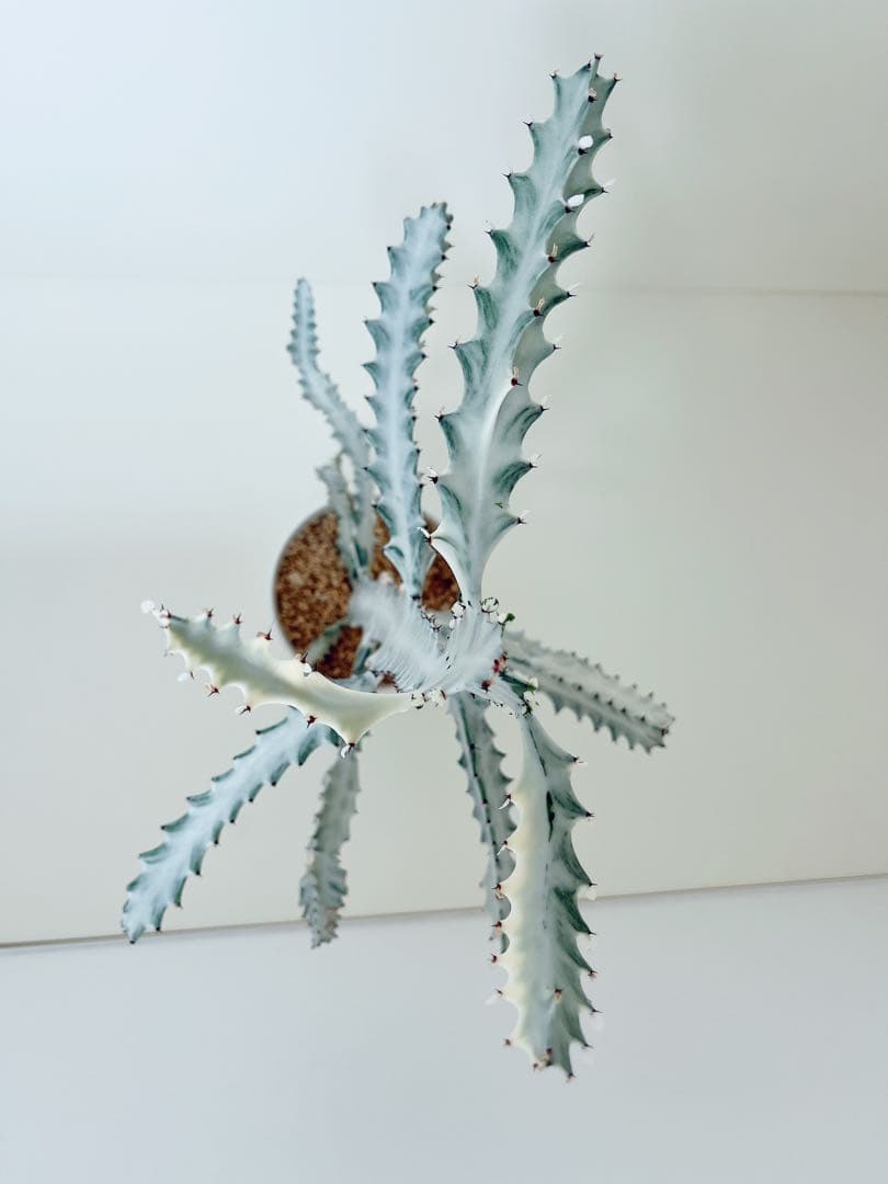 ホワイトゴースト　ユーフォルビア　　インテリアグリーン　サボテン　大型