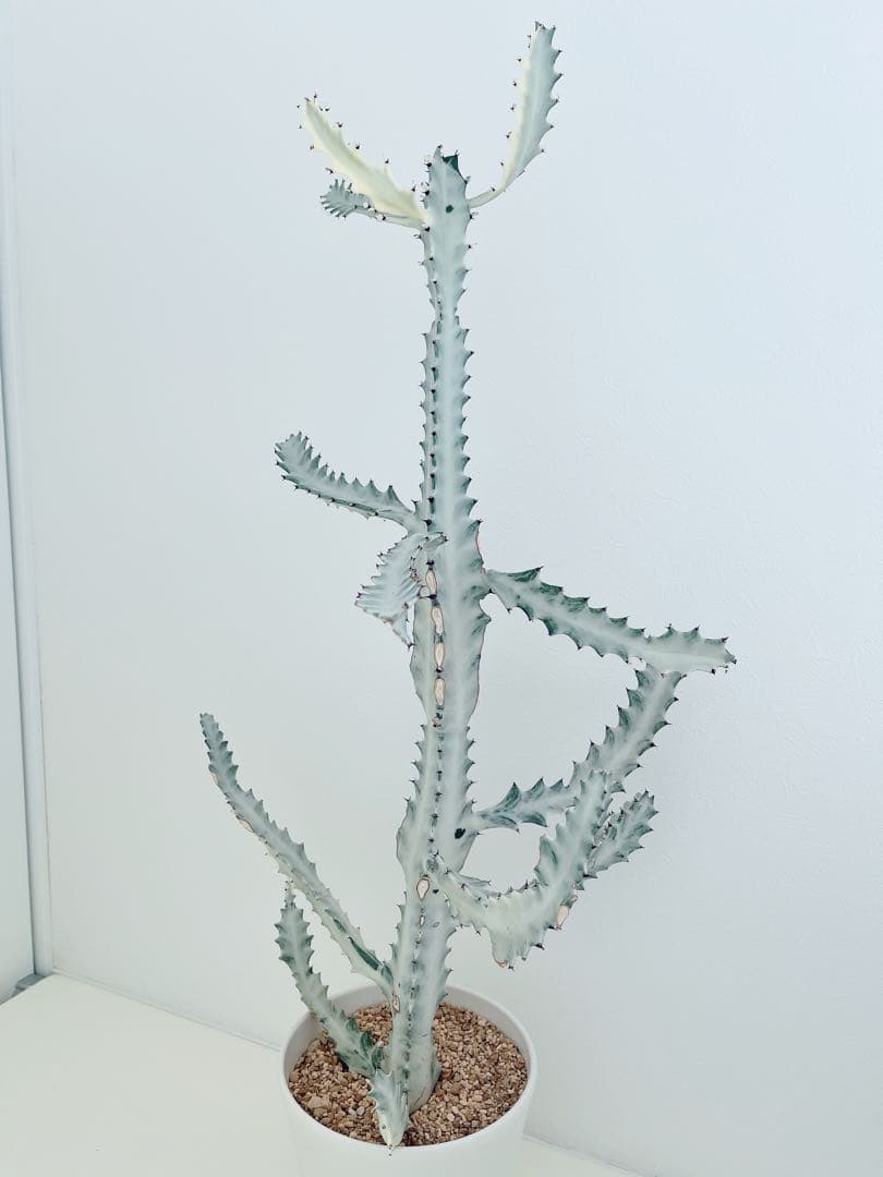 ホワイトゴースト　ユーフォルビア　　インテリアグリーン　サボテン　大型