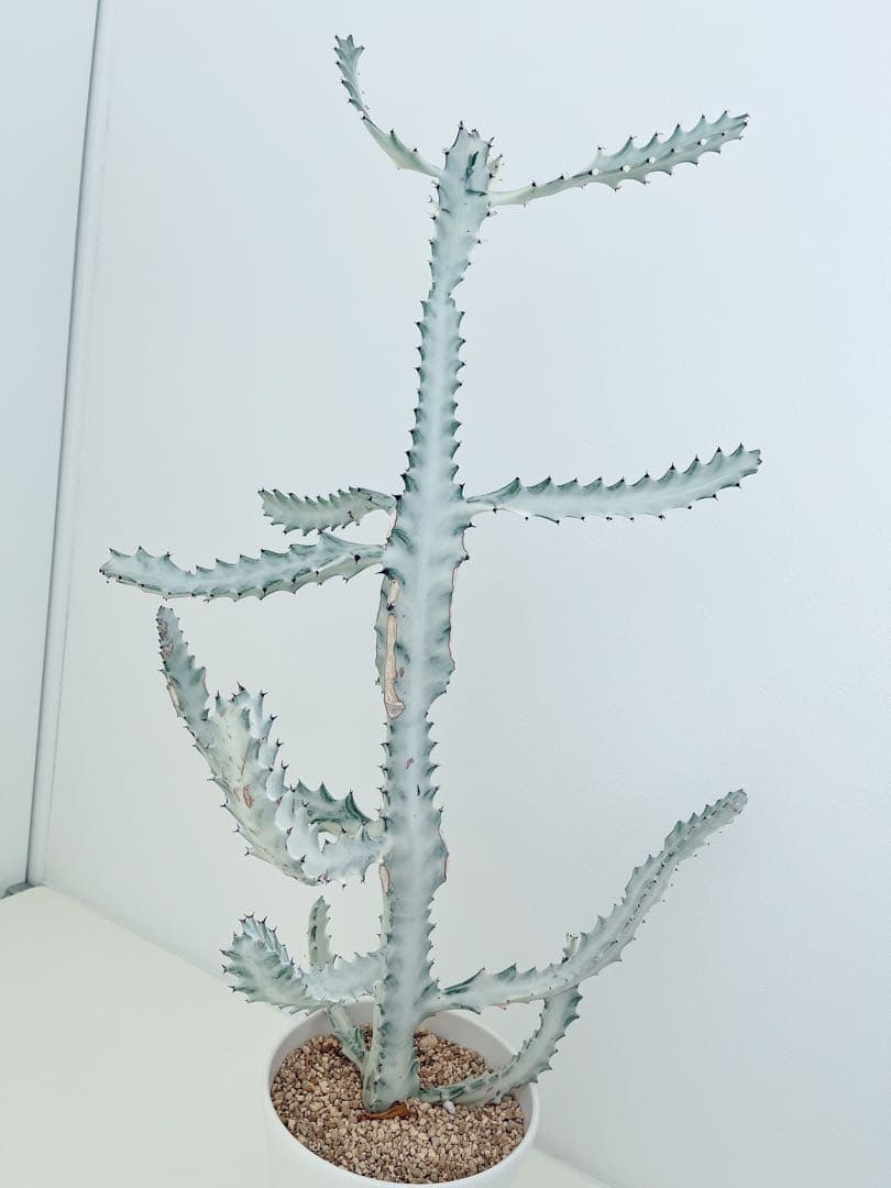 ホワイトゴースト　ユーフォルビア　　インテリアグリーン　サボテン　大型