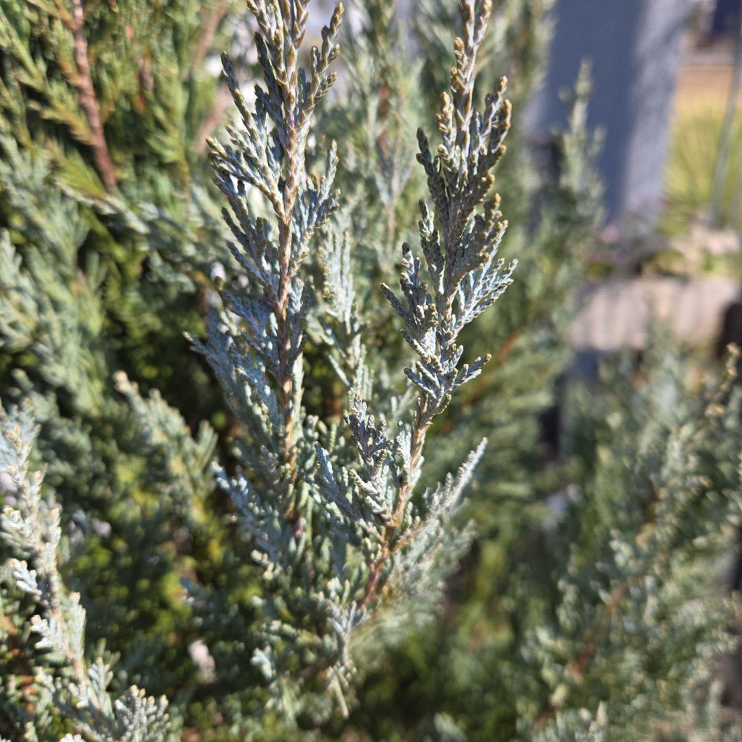 コニファー　ムーングロー　10号　特大苗木最高等級　初売り‼️